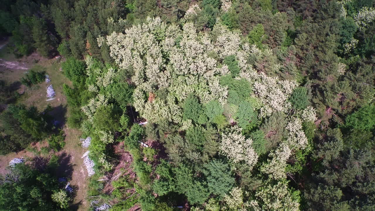 Riprese drone di una foresta lussureggiante con alberi sempreverdi e decidui in piena fioritura, coperta di fiori bianchi