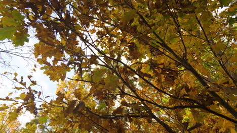 Slow-pan,-fall-forrest-leaves-and-branches