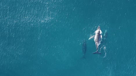 una madre y una cría de ballena jorobada son escoltadas por un macho en su viaje migratorio anual