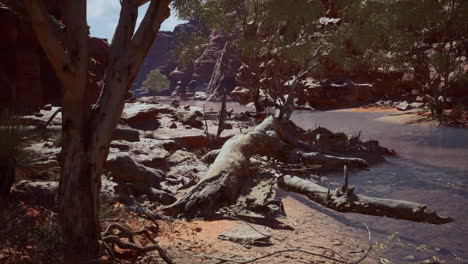 trees-near-Colorado-River-in-Grand-Canyon