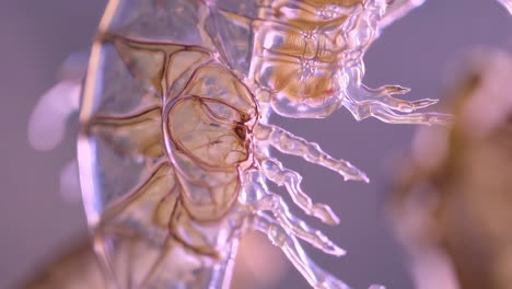 detailed microscopic view of a translucent arthropod exoskeleton