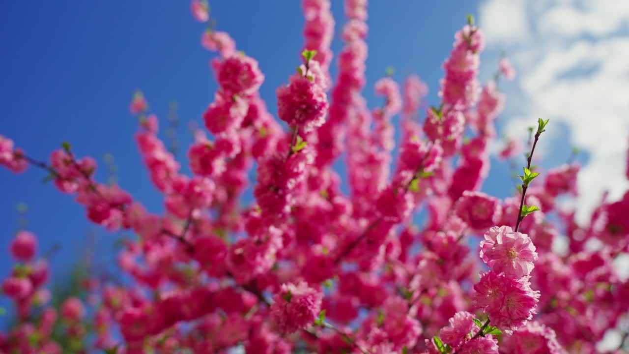 파란 하늘을 배경으로 분홍색 꽃