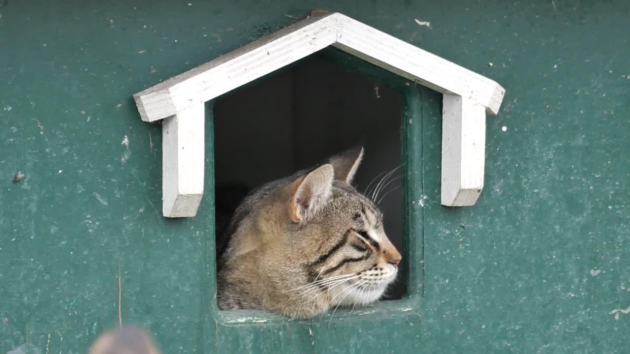 gato tabby mirando por una ventana