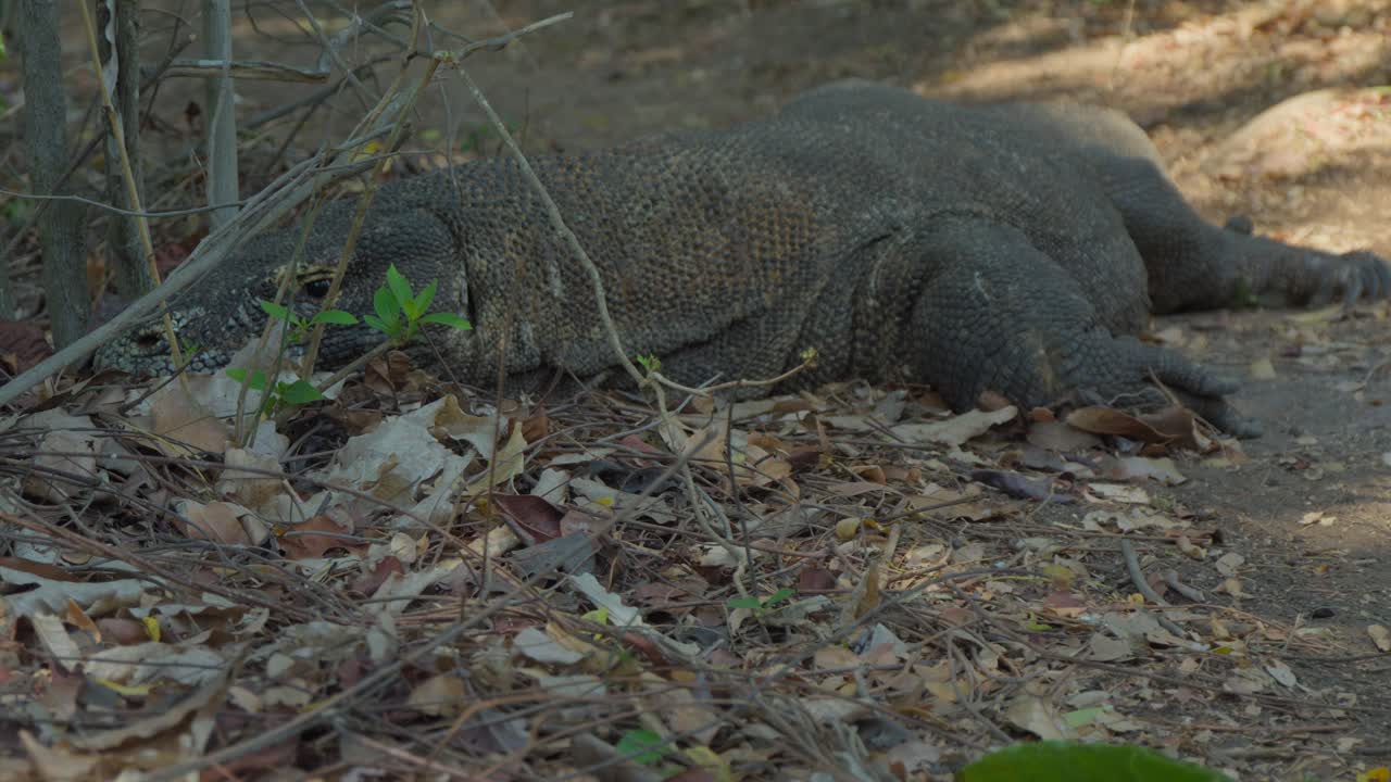 disparo medio de un dragón de komodo tendido en el suelo