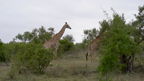 Two-male-giraffe-amble-through-dense-underbrush-Kruger,-South-Africa-Giraffa-camelopardalis-giraffa