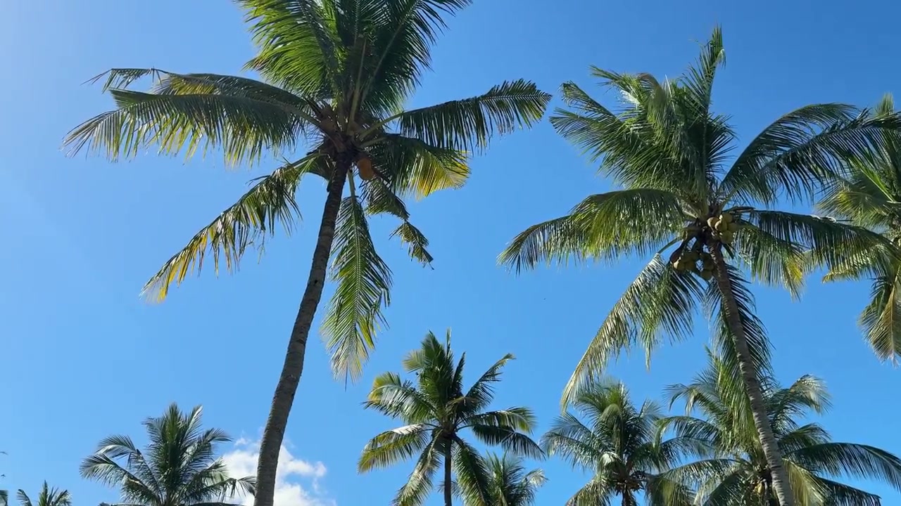 Tropical Palm Trees Swaying Against a Clear Blue Sky