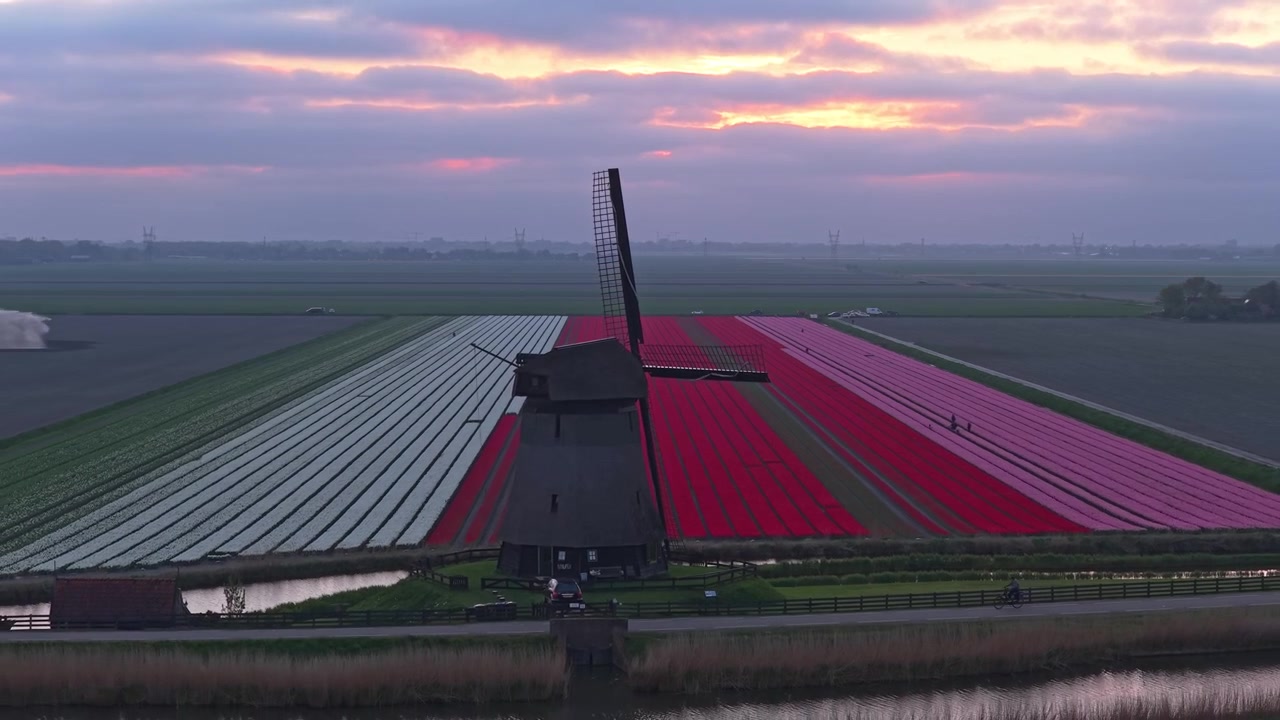 Veduta aerea di un classico mulino a vento olandese circondato da vasti e vivaci campi di tulipani rossi e bianchi durante un bellissimo tramonto primaverile in Olanda.
