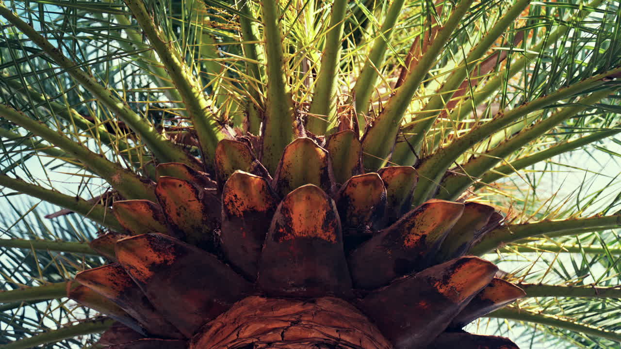 Low angle view of a palm tree in sunlight with the sky on the background