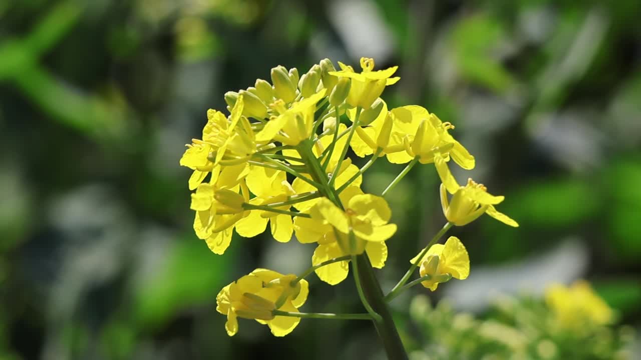 Bright yellow rapeseed flowers are blooming under natural light against a green background