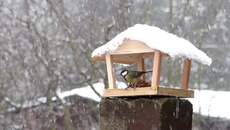 adorable great tit eats from a bird feeder in the winter scenery