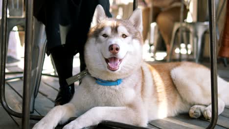 cute dog lying at the floor under the table