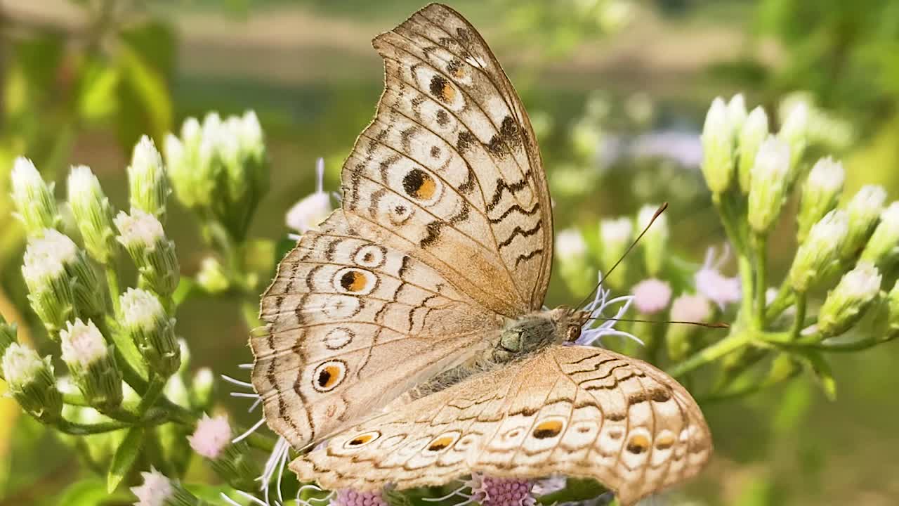 Farfalla pansy grigia (Junonia atlites) su un fiore di Jack in the Bush, fiore di Siam weed