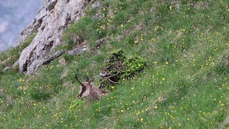 Chamois-sitting-in-the-grass-and-rubbing-it´s-back