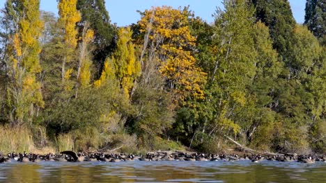 Wild-Ducks-Swim-And-Flapping-Wings-On-Calm-Water-Of-Waughop-Lake-During-Autumn-In-Washington-State,-USA