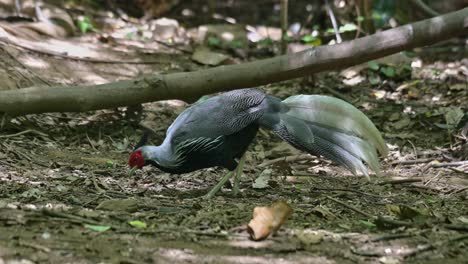 Foraging-for-some-food-on-the-forest-ground-while-facing-to-the-left,-Kalij-Pheasant-Lophura-leucomelanos,-Thailand