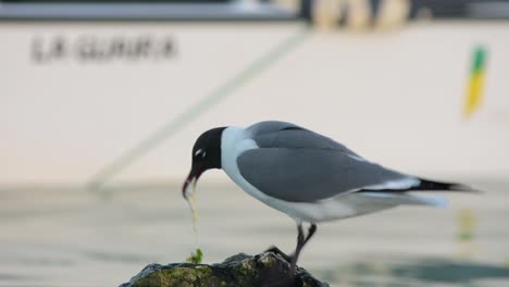 sea-gull -larus atricilla, -chroicocephalus philadelphia fishing  on the beach in caribbean-sea-los-roques-national-park-venezuela.mp4
