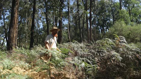 australian bushman dressed as an historical swagman walking through the bush