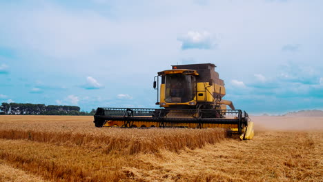 combine harvester gathers wheat crop. harvester mower mechanism cuts wheat spikelets