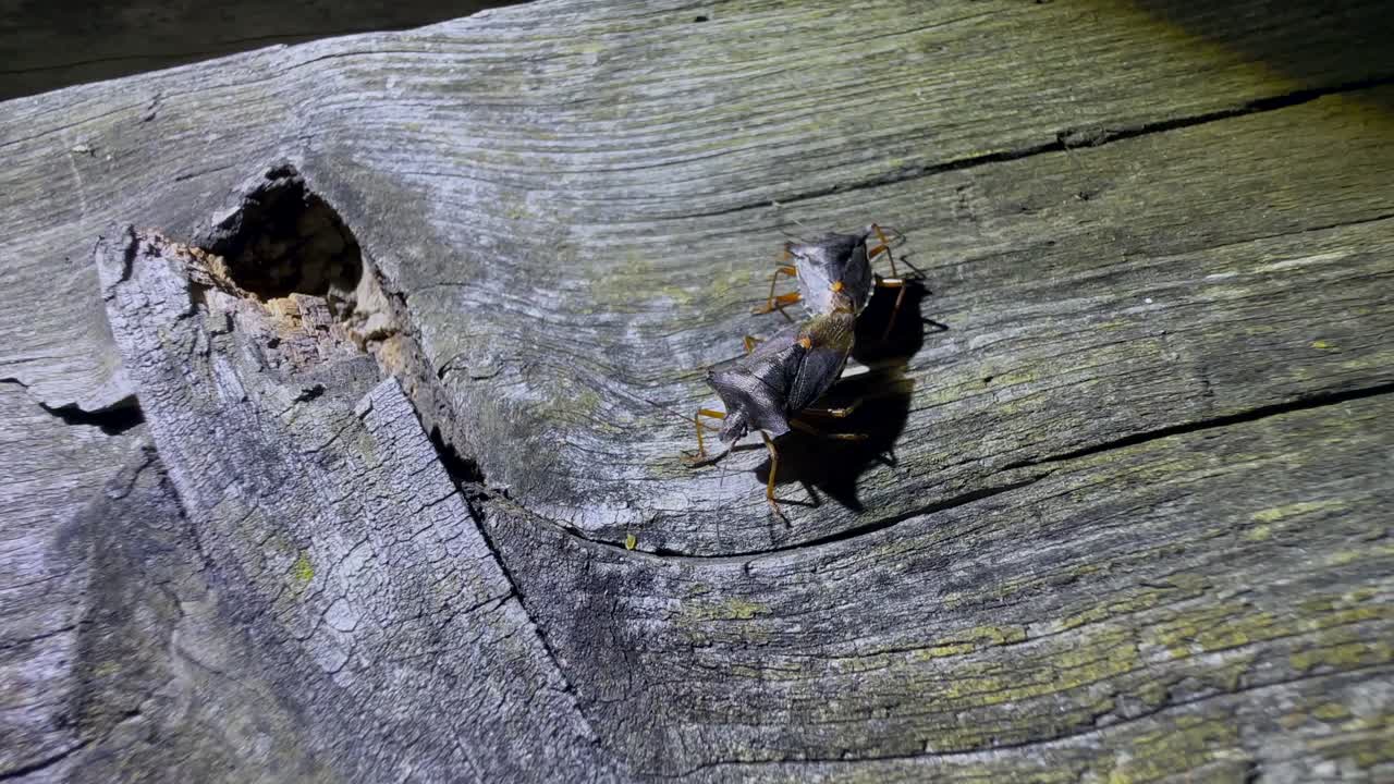 은 튼튼한 나무 테이블 위에 숲벌레 또는 은 다리 방패벌레 (pentatoma rufipes) 를 짓기.