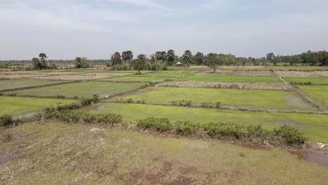 Antena-Baja-Sobre-Campos-De-Arroz-Inundados-En-Varios-Estados-De-Cultivo