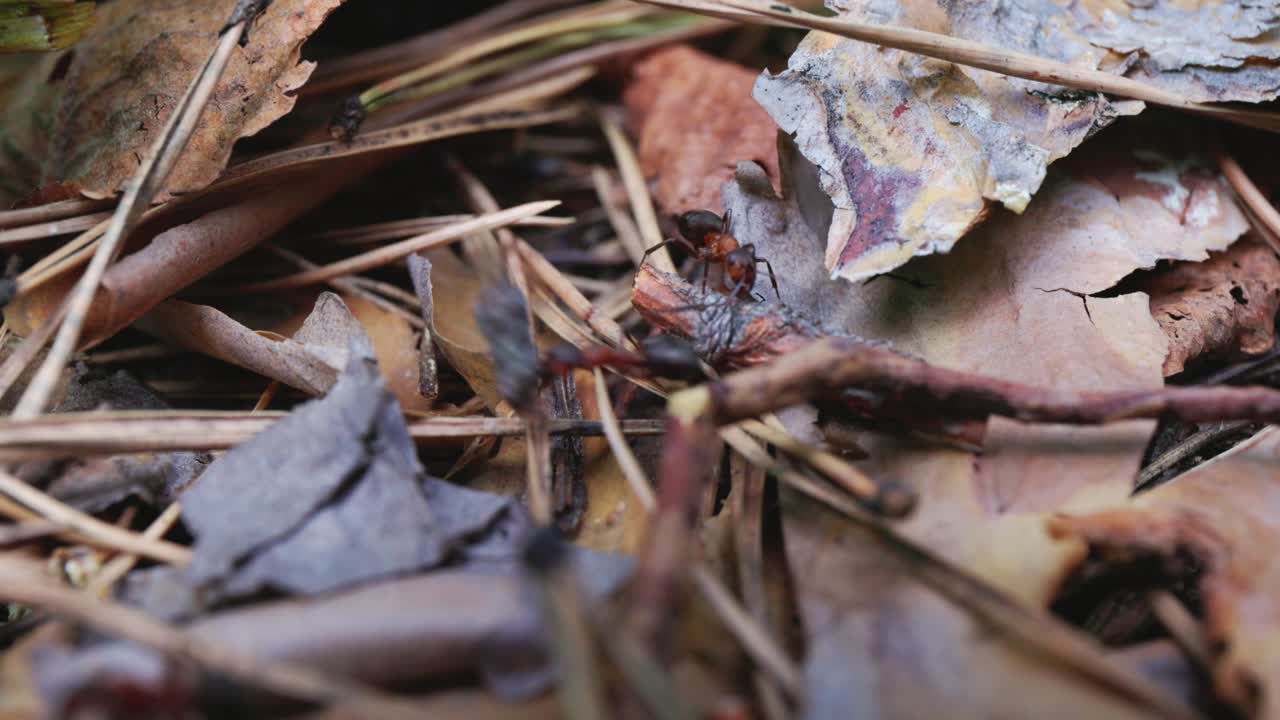 Ants on a Forest Floor