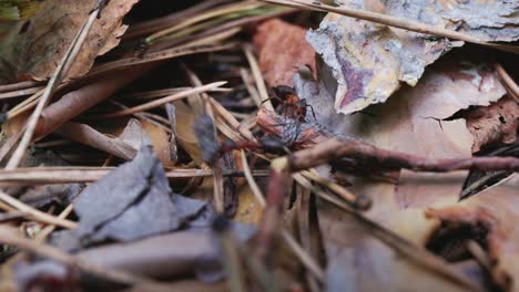 ants on a forest floor