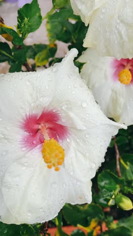 flores de hibisco blancas con gotas de agua