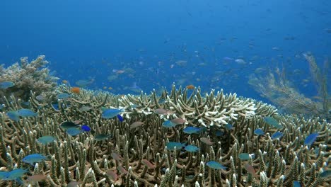 many small blue fish feeding above a hard coral where they find shelter from large predators