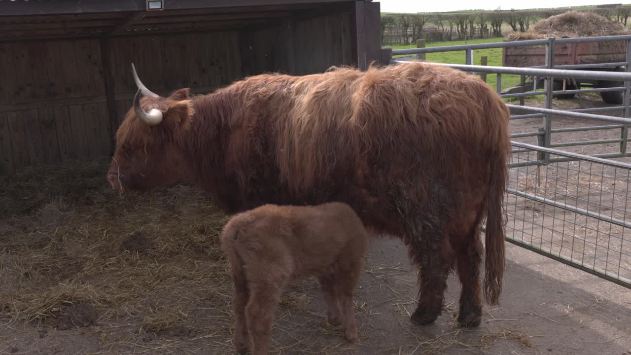 Vitello di mucca Highland che cerca di iniziare ad allattare dalla madre in un pascolo