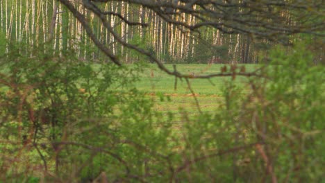 Gruppe-Europäischer-Rehe,-Die-Abends-Auf-Einem-Feld-Spazieren-Und-Essen,-Goldene-Stunde,-Mittlerer-Schuss-Aus-Der-Ferne-Durch-Die-Büsche