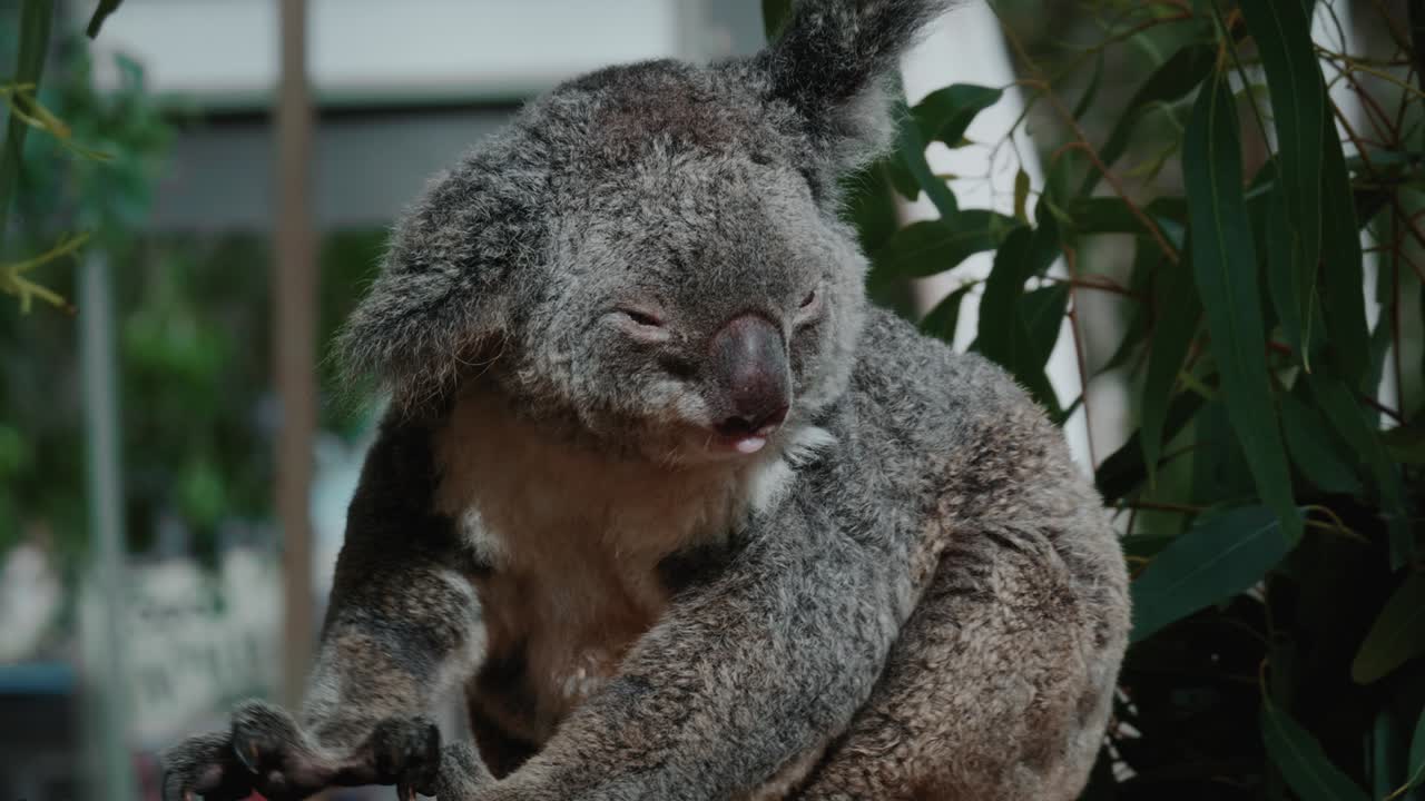 un koala relajado se rasca