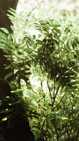 lush green leaves in sunlight