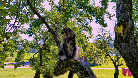 maine coon cat sitting in an apple tree