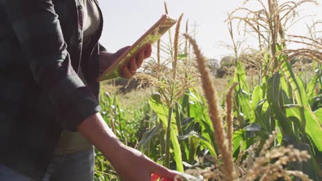 Video-of-midsection-of-caucasian-woman-standing-in-field-with-tablet-on-sunny-day