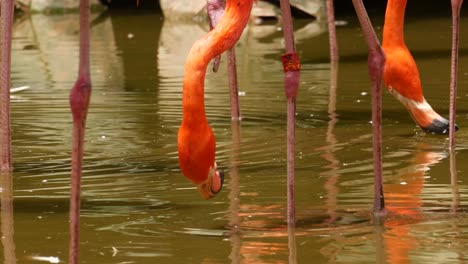 flamingos feeding