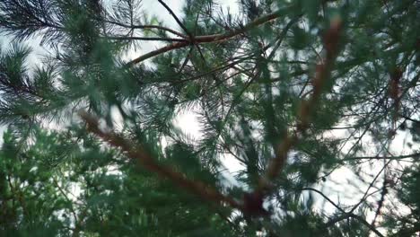 pine branches with green needles. branch of pine in sunny rays in summer forest