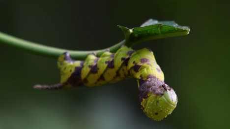 Carepillar-Con-Un-Patrón-A-Cuadros-Comiendo-Una-Hoja-Mientras-Se-Prepara-Para-La-Metamorfosis-En-La-Jungla-Del-Parque-Nacional-Kaeng-Krachan