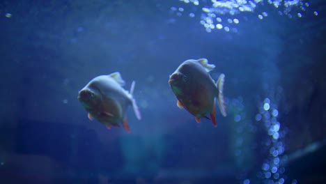 colorful fishes aquarium slow motion