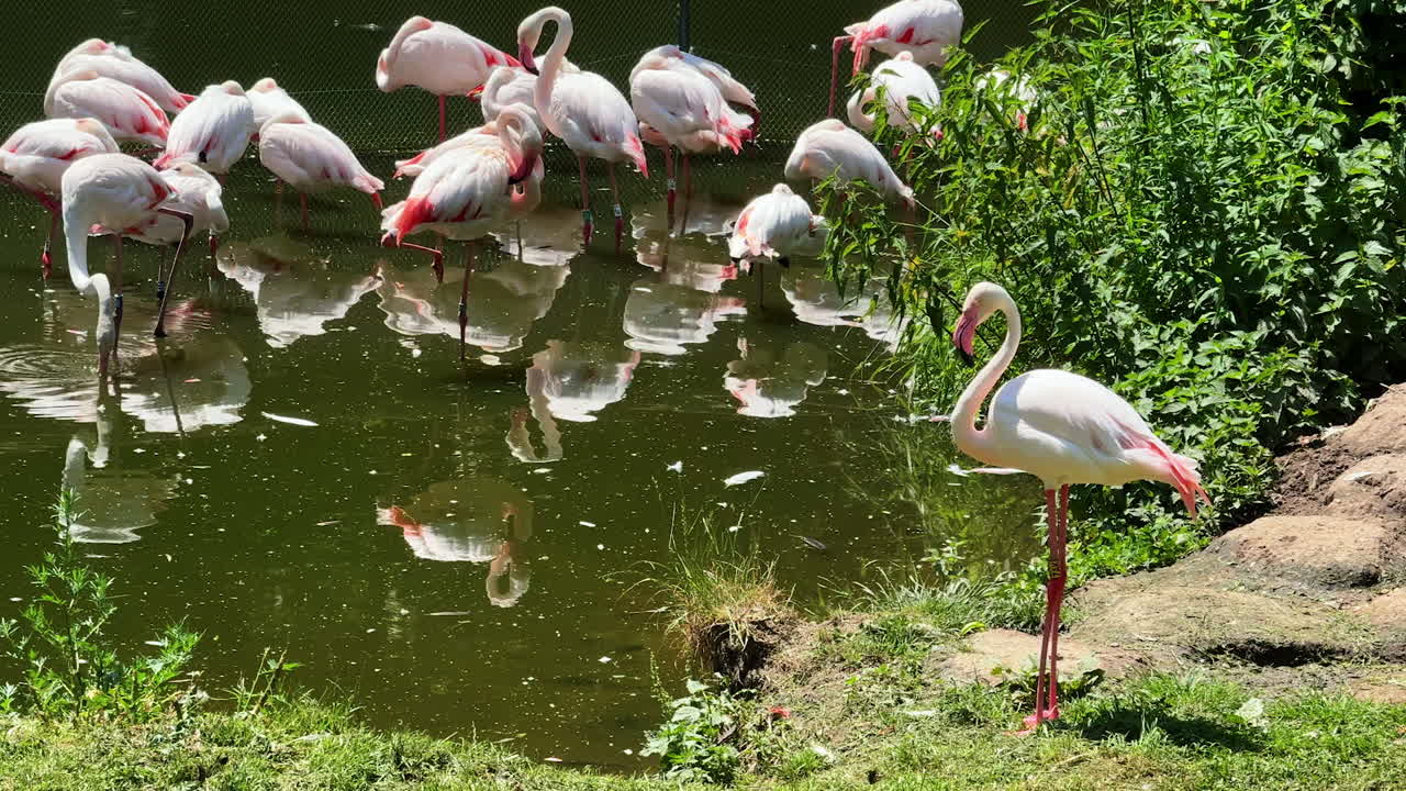 Flamingos gather by water. Flamingos stand and rest near a pond, surrounded by lush greenery and basking in bright sunlight