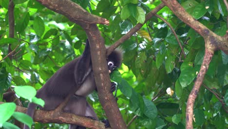 cute curious dusky leaf monkey, trachypithecus obscurus perched high on the tree, leaning on tree branch under lush green canopy, looking down from above, observing the surrounding environment