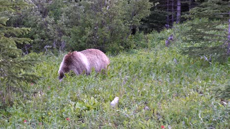 big grizzly bear eating grass in the canadian rockies