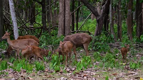 El-Ciervo-Del-Campo-Es-Una-Especie-En-Peligro-De-Extinción-Debido-A-La-Pérdida-De-Hábitat-Y-La-Caza