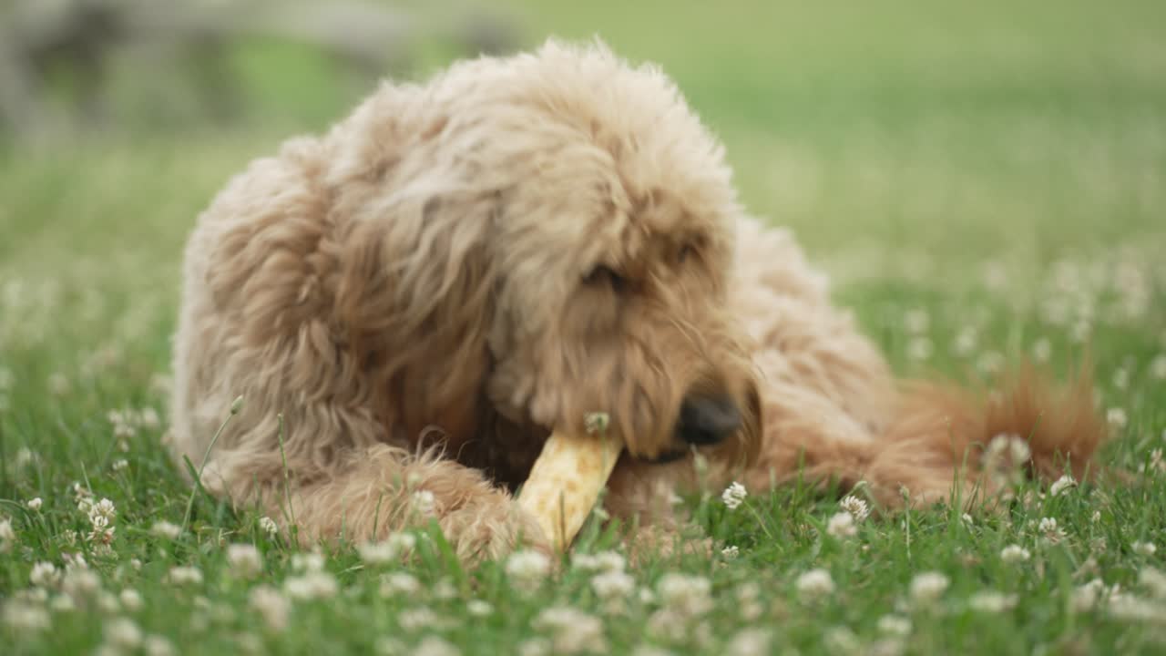 풀밭에서 개 뼈를 씹는 밝은 갈색 labradoodle