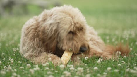 hellbrauner labradoodle, der auf einem hundeknochen auf einer wiese kaut