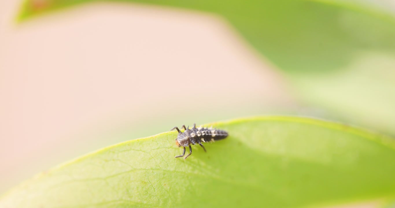 Ladybird beetle larva rests on the edge of a green leaf, pausing calmly after feeding