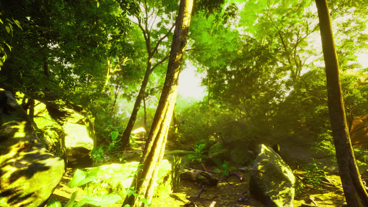 울창한 열대 숲은 빛으로 조명되어 높은 나무들을 가로질러 필터링됩니다.