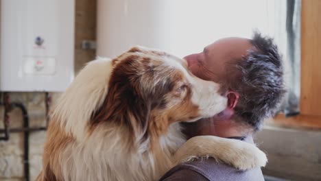 Australian-Shepherd,-shows-immeasurable-love-to-his-master