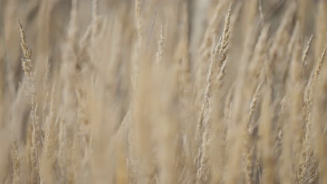 Trockene-Grasähren-Mit-Ihren-Organischen-Formen-Und-Subtilen-Farben-Kontrastieren-Mit-Einer-Verträumten,-Unscharfen-Szene