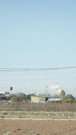 a vast flock of birds congregates on power lines and in the sky above a rural landscape with distant industrial buildings
