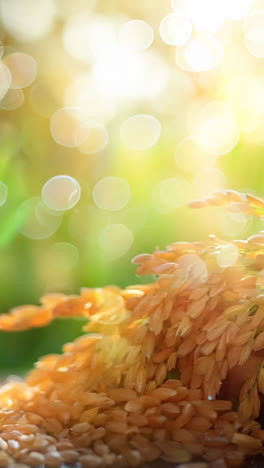 a bunch of rice is on a wooden table. the rice is scattered all over the table and some of it is piled up. the rice is yellow and it looks like it's freshly harvested